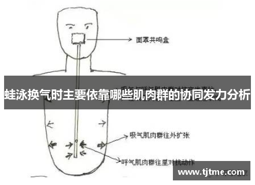 蛙泳换气时主要依靠哪些肌肉群的协同发力分析